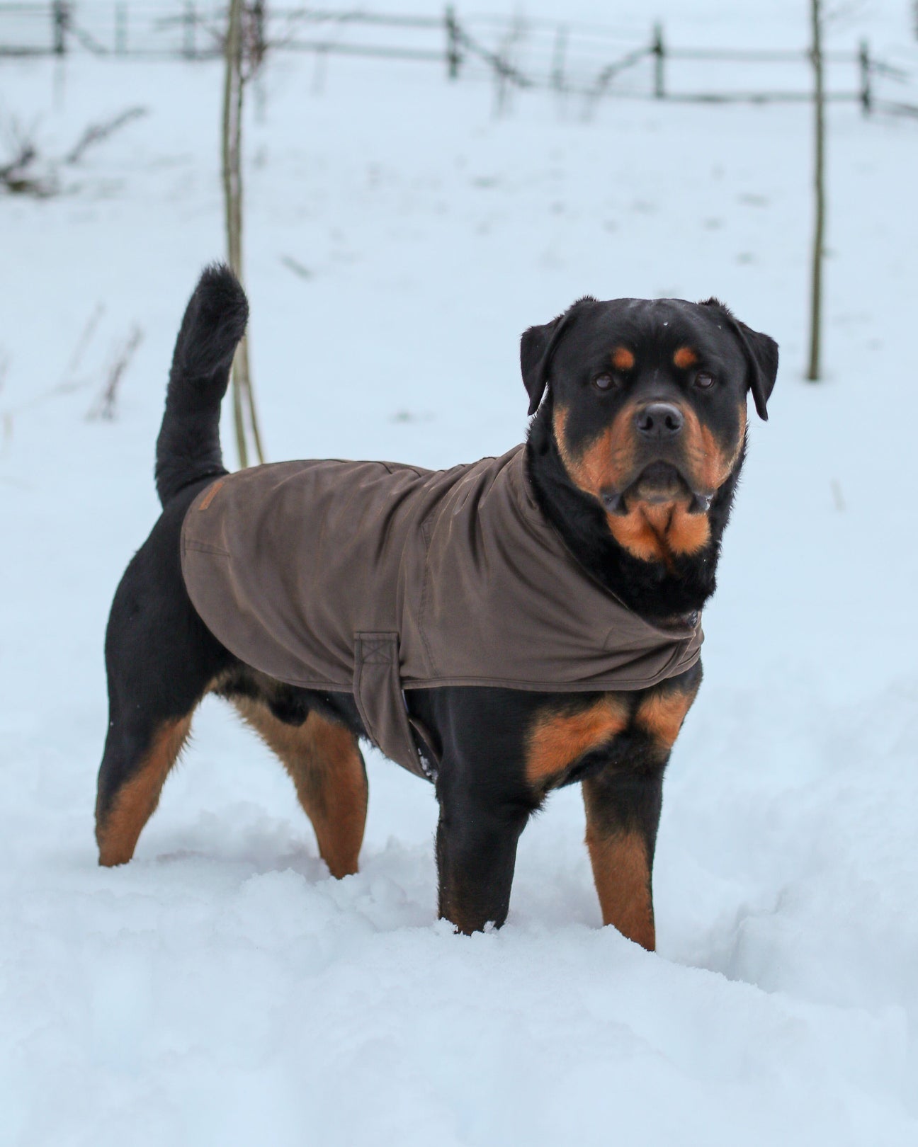 Outback Dog Coats