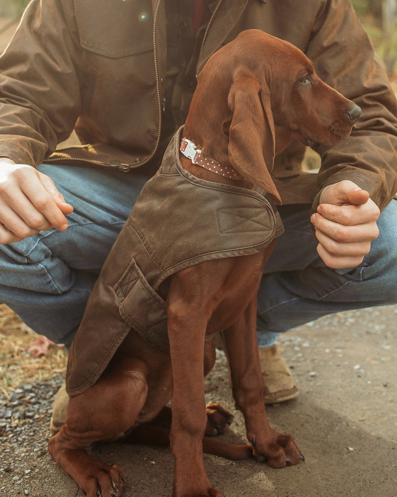 Hound Dog Song Hound Dog Apparel All Hound Dogs | Atelier