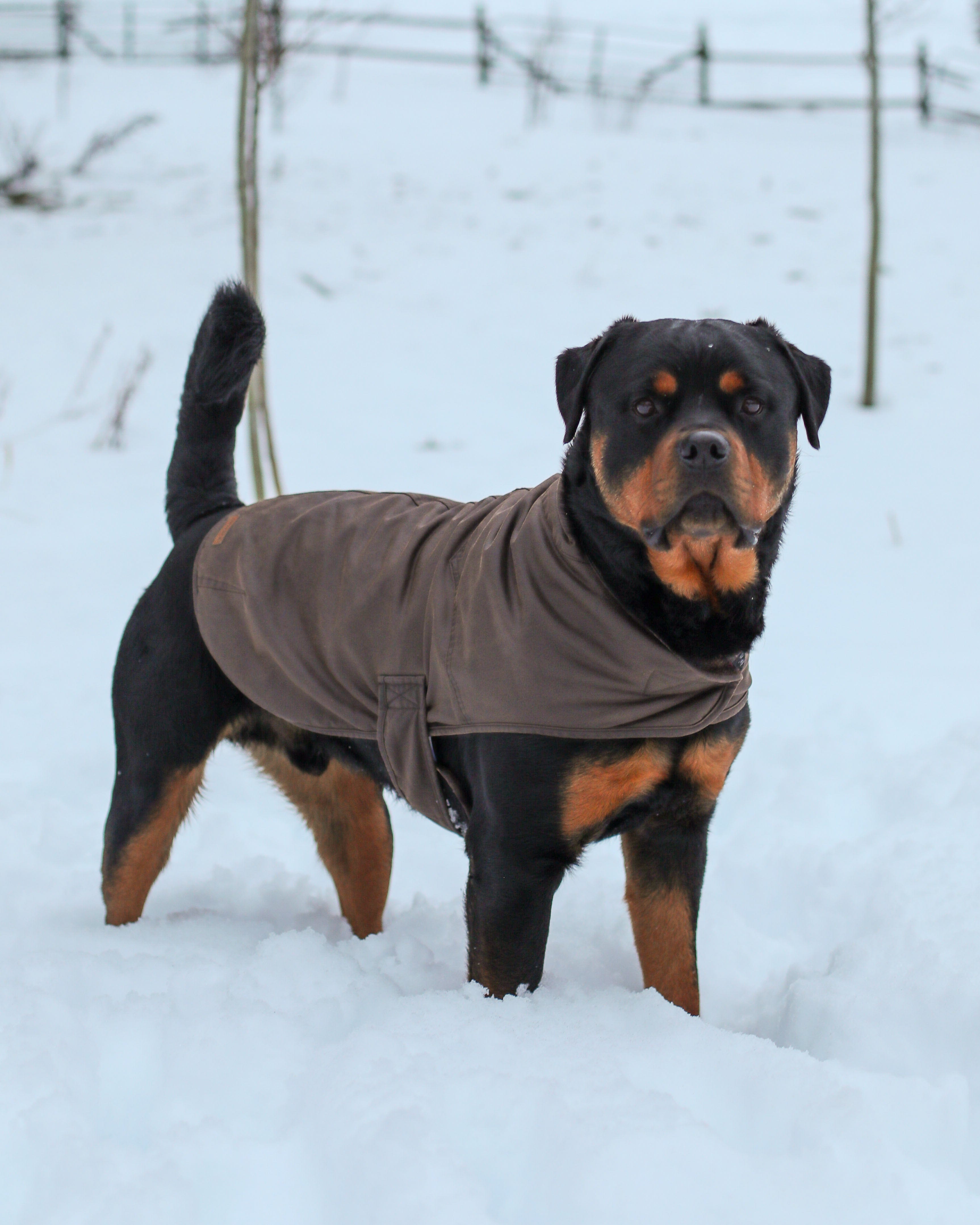 Outback Trading Marty Dog Coat X Large Brown Horseloverz